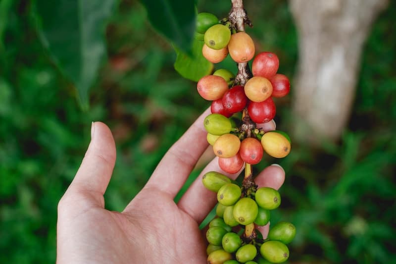 Coffee beans article